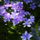 H.G.P flowers 201706 #19