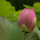 Lotus Flower