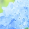 Early summer blue2