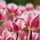 チューリップ