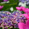 紫陽花～朝のひととき～