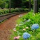 花路線