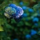紫陽花ブルー