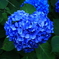 ハートの紫陽花