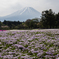 富士山と芝桜