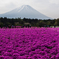 富士山と芝桜２