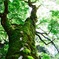 新緑の中の大樹