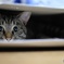 長靴の箱の猫