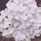 紫陽花