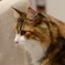 ノルウェーじゃん！フォレストねこ...らしい。