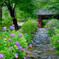 紫陽花参道