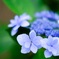 額紫陽花