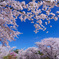 桜日和