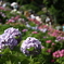 紫陽花の里