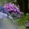 紫陽花が元気になる季節６