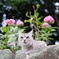 紫陽花を背に