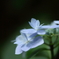 紫陽花
