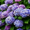 紫陽花