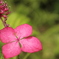 紫陽花