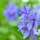 雨と紫陽花