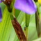 アリの茎のぼり？
