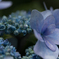 紫陽花