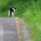 猫の森に帰ります