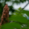 Bokeh