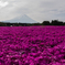 富士山と芝桜４