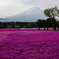 富士山と芝桜５