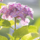 あじさい