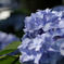 紫陽花
