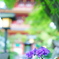 夕暮れ時の紫陽花