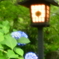 紫陽花と灯