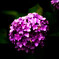 紫陽花