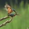 愛の証明