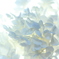 紫陽花のドライフラワー