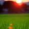 A rice field