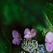 紫陽花