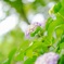 梅雨の花
