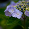 雨の日の紫陽花
