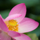 花笠。。♪