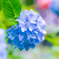 蒼の陽