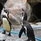 求愛ペンギン