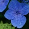 紫陽花②