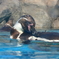 フンボルトペンギン
