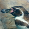フンボルトペンギン