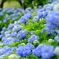 紫陽花