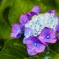 紫陽花