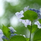紫陽花